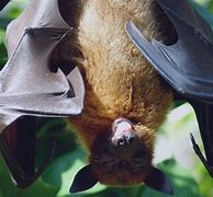Image result for Giant Crowned Flying Fox Bat