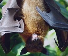 Image result for Biggest Fruit Bat