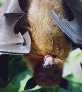 Image result for Goliath Bat