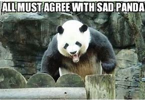 Image result for Panda Bear Funny Meme