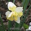 Image result for Narcissus Palmares