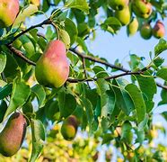 Image result for Pear Plant