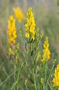 Image result for Genista tinctoria