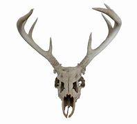 Image result for Deer Skull Front