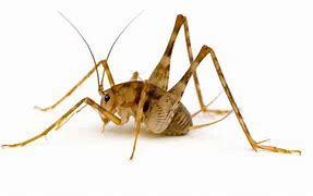 Image result for Mutant Cricket Spider