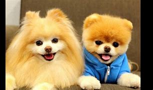 Image result for Cutest Dog Boo and Buddy