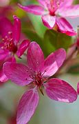 Image result for Amazing Flowers Wallpapers