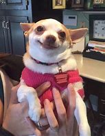 Image result for Mad Chihuahua Meme