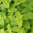 Image result for Lime Green Coleus Plant