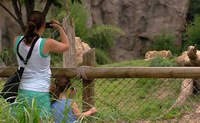 Image result for Zoo Incidents