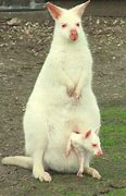 Image result for Rare Albino Animals Baby