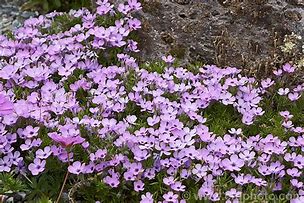 Image result for Phlox douglasii Boothmans Variety