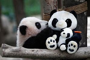 Image result for Giant Panda as Pets