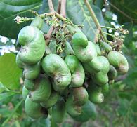 Image result for Nut Fruit