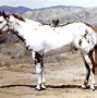 Image result for Types of American Horse Breeds