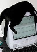 Image result for Cat Looking at Computer Screen Meme