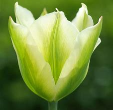 Image result for Tulipa Spring Green