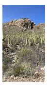 Image result for Cactus Forest