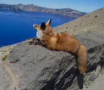 Image result for Crater Lake National Park Animals