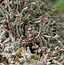 Image result for cladonia