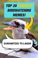 Image result for Phone Call Bird Meme