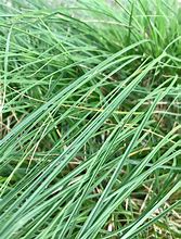 Image result for Brown Fox Sedge