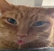 Image result for drool memes templates