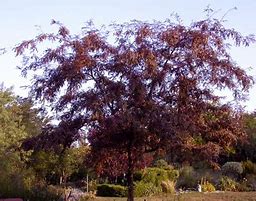 Image result for Gleditsia triacanthos Ruby Lace