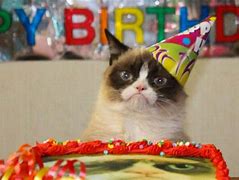Image result for Grumpy Cat Birthday Hat