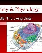 Image result for Cellular Basis of Life