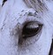 Image result for White Horse Front