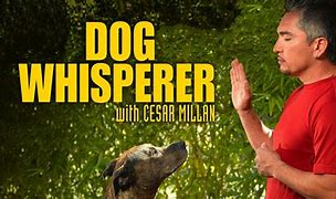 Image result for Dog Whisperer Bandit