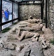 Image result for Pompeii Bodies Frozen in Time