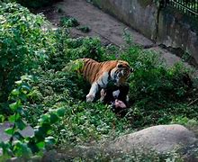 Image result for Dog Gets Mauled by Tiger