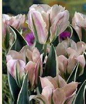 Image result for Tulipa China Town