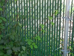 Image result for Ivy On Chain Link Fence