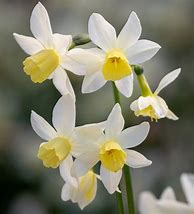 Image result for Narcissus Sailboat