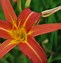 Image result for Hemerocallis On and On