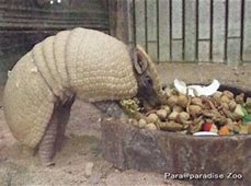 Image result for 7 Banded Armadillo