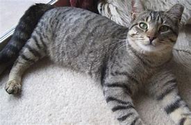 Image result for Gray Tabby Cat Full Body