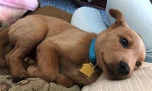 Image result for Baby Scooby Doo