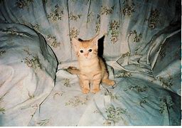 Image result for Cat On a Throne