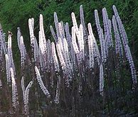 Image result for Cimicifuga ramosa Atropurpurea