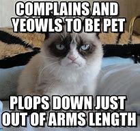 Image result for Complaining Cat Meme