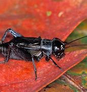 Image result for Night Cricket Bug