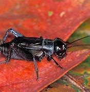 Image result for Cricket Insect South African