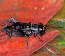 Image result for Cricket Bug