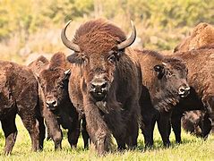 Image result for Scraggly Bison