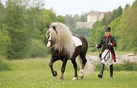 Image result for Black Forest Horse Mule