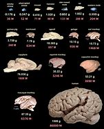 Image result for Human Brain Size Evolution